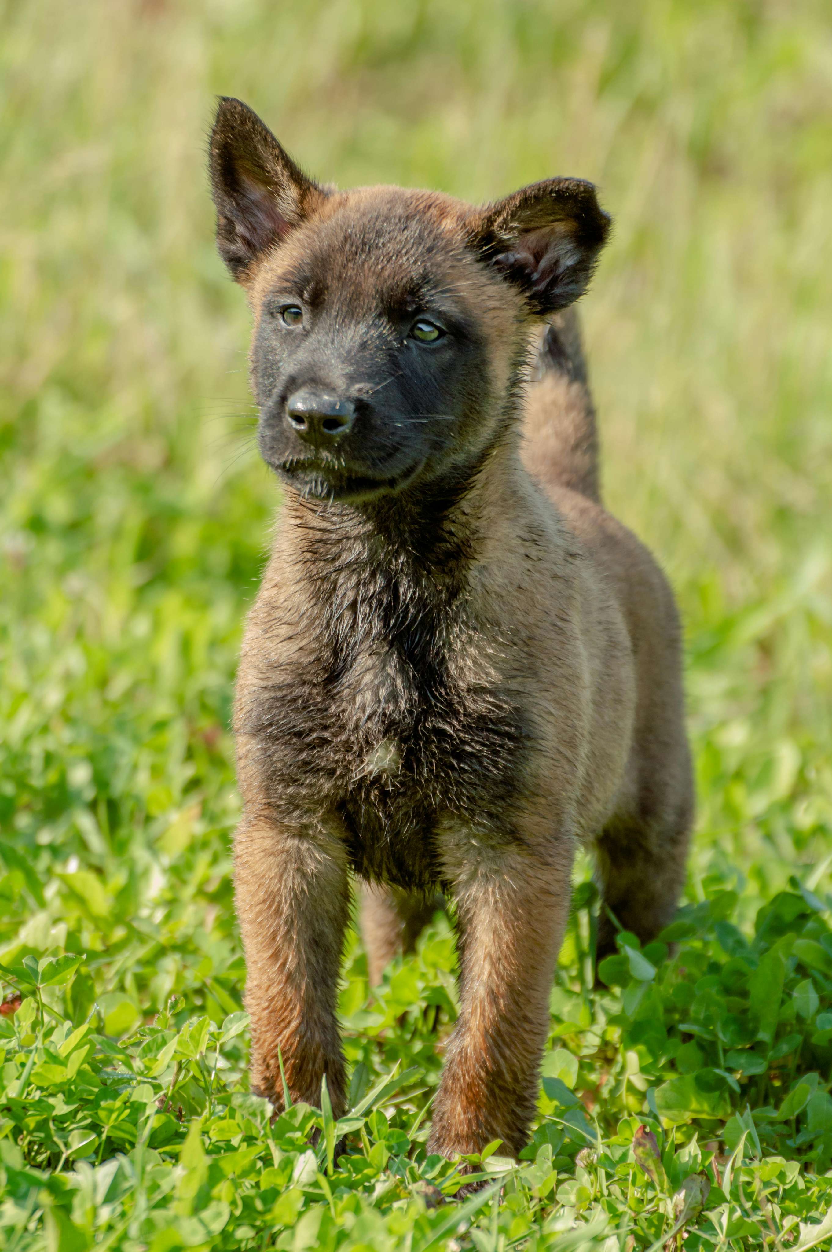 german shepherd & belgian malinois